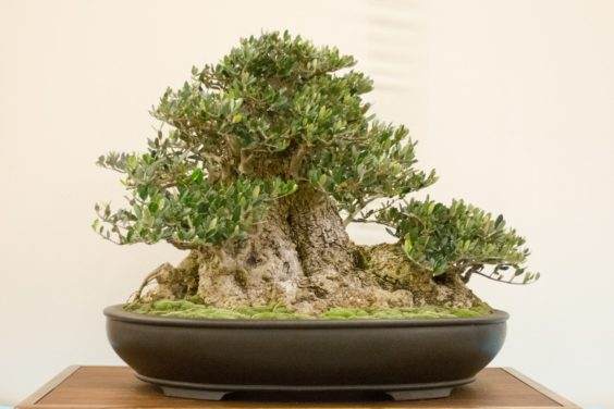 第十八届湾岛盆景年度展览中获奖作品