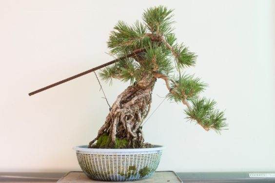 展示露根盆景的一些不同风格方法