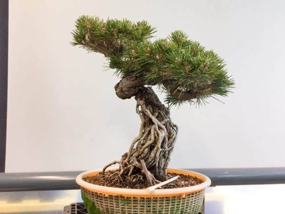 如何制作松树盆景的暴露根?