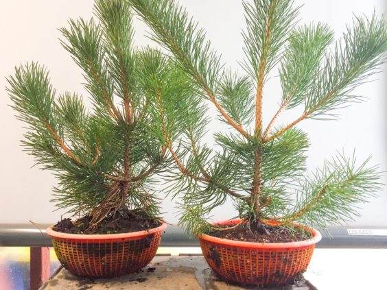 如何制作松树盆景的暴露根 图片