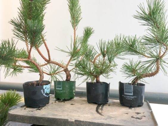 如何制作松树盆景的暴露根 图片