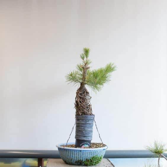 修剪盆景牺牲分支后