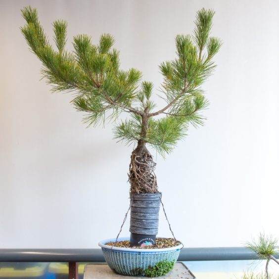 黑松在暴露的根风格训练