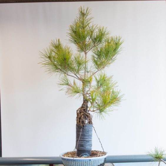 红松盆景在暴露的根风格训练