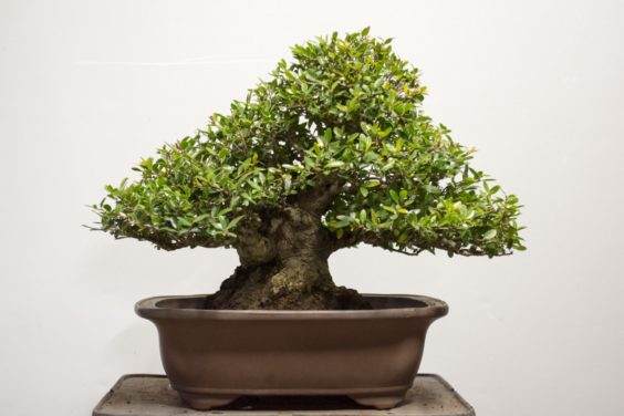 如何给盆景选择最好的盆子 图片