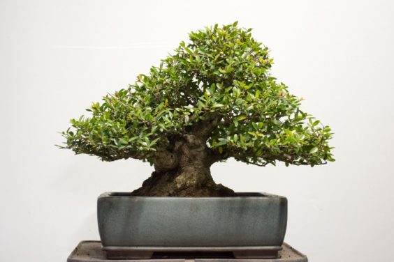 如何给盆景选择最好的盆子 图片