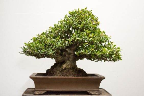 如何给盆景选择最好的盆子 图片