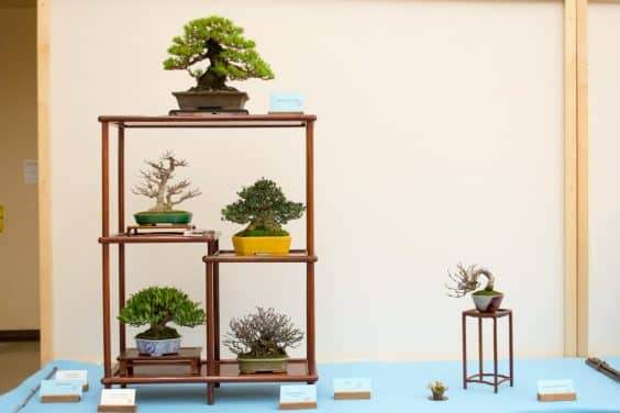 第十八年度湾岛小品盆景展览