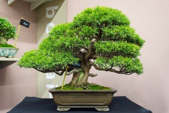 请欣赏日本小品盆景树