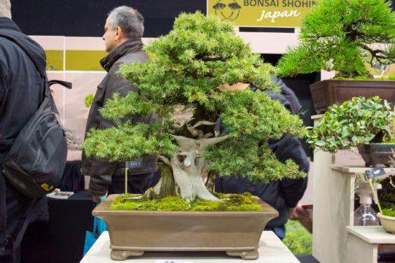 请欣赏日本小品盆景树