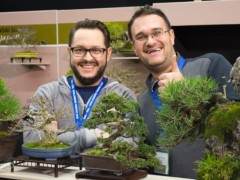 请欣赏日本小品盆景树