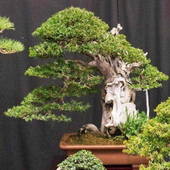 欧洲的第十八届Noelanders奖的盆景