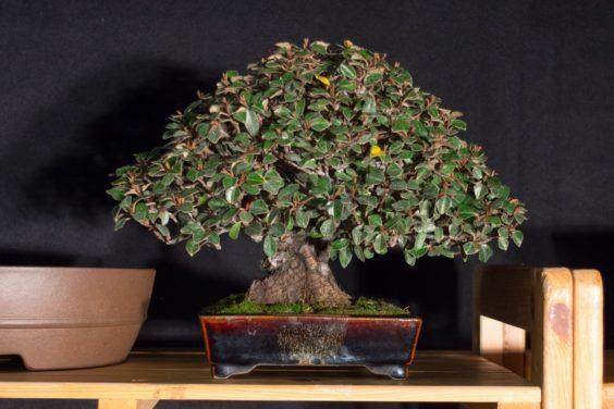 欧洲的第十八届Noelanders奖的盆景