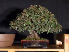 欧洲的第十八届Noelanders奖的盆景