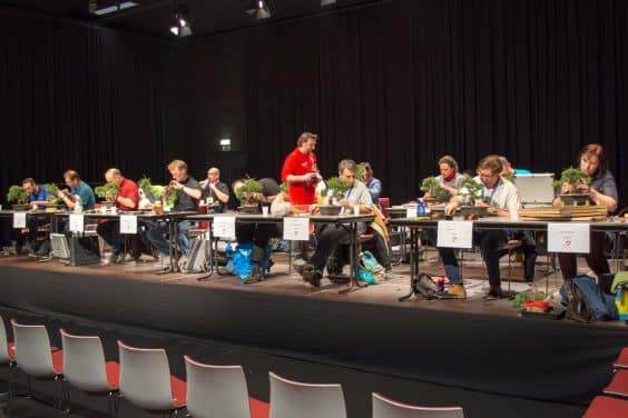 新的盆景人才竞赛