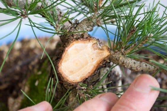 用凿子修剪盆景的切割区域后