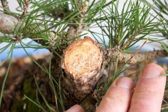 用锯子去除盆景牺牲分支后