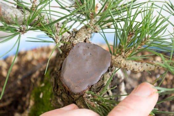 盆树枝的伤口用切膏密封