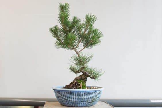 对盆景进行修剪之后