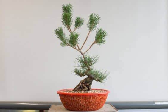 盆景拉针和报告后