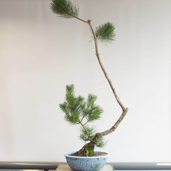  黑松盆景于2004年从种子开始生长