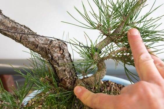  牺牲树枝和新的盆景树枝