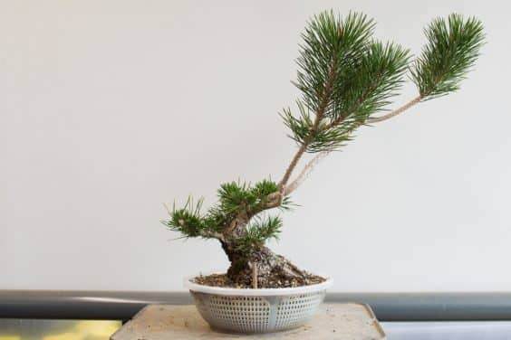 13岁的黑松盆景