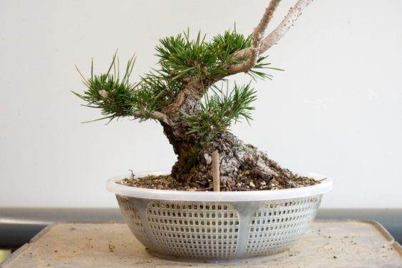 与年轻分支的盆景树干