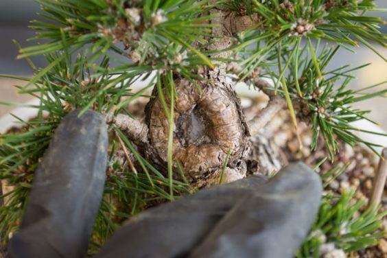 图解 如何修剪松树盆景的牺牲枝