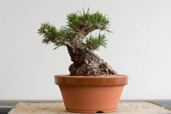 去除盆景牺牲分支和重新计划 - 6.5“高