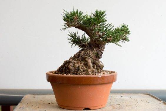 图解 如何修剪松树盆景的牺牲枝