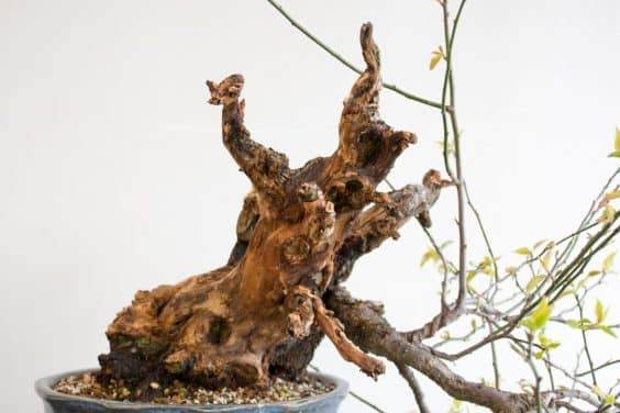 盆景沉材的特写镜头