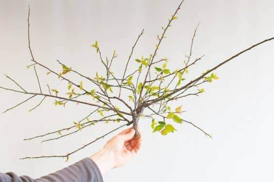 修剪掉的的分支