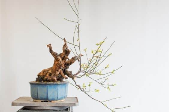 去掉盆景直枝后