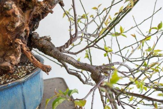 盆景直枝 - 不适合树的设计