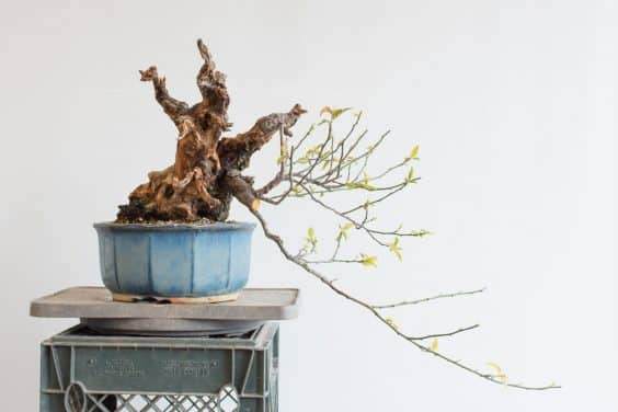 缩短一些剩余的盆景分支后