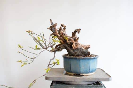 修剪成型的梅花盆景