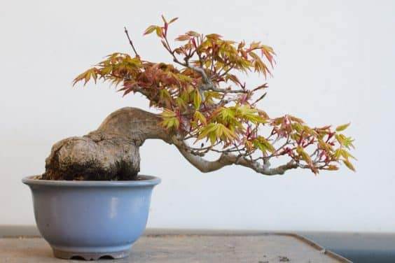 小品日本枫树盆景 - 6.5&ldquo;高，13&rdquo;宽