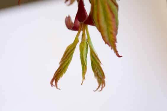 日本枫树盆景的新芽 - 时间捏！