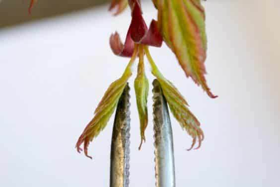 将第一对叶子分开以暴露盆景内部枝条