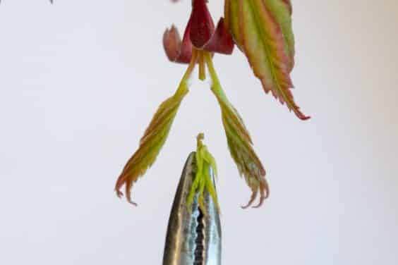 盆景内部拍摄后