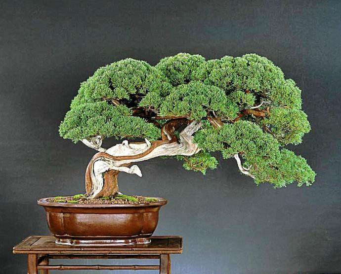 盆景在日本以外的样子可以吗？相当不错