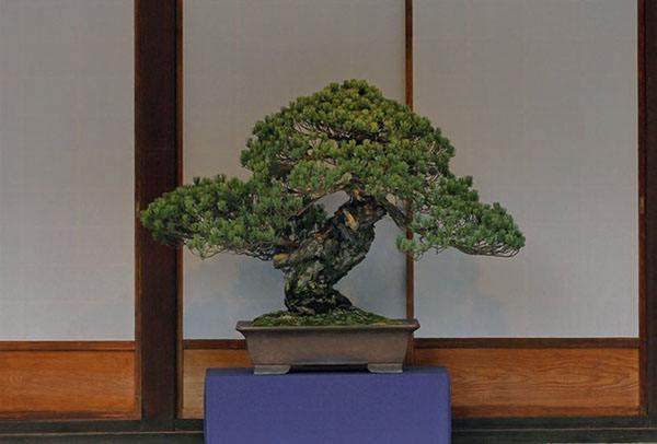 盆景在日本以外的样子可以吗？相当不错