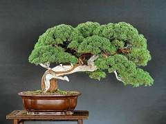 盆景在日本以外的样子可以吗？相当不错