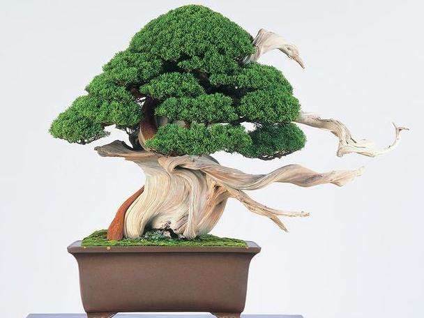 盆景在日本以外的样子可以吗？相当不错