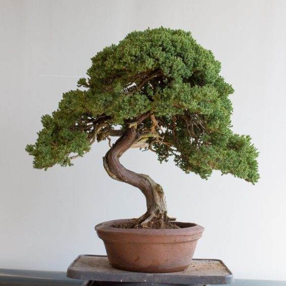 盆子选择练习 - 杜松盆景的选择利弊