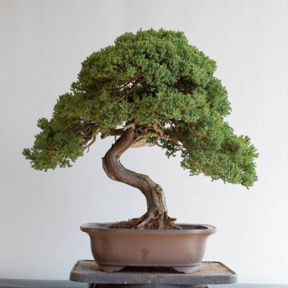 盆子选择练习 - 杜松盆景的选择利弊