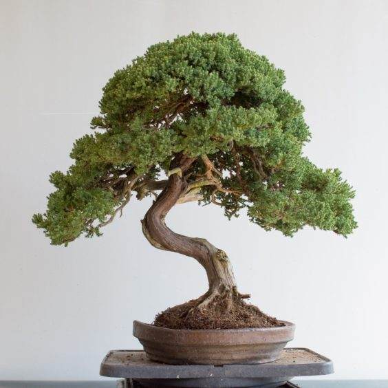 盆子选择练习 - 杜松盆景的选择利弊