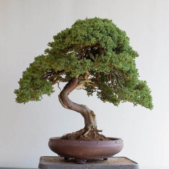 如何给杜松盆景选择更好的盆子