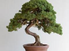 如何给杜松盆景选择更好的盆子